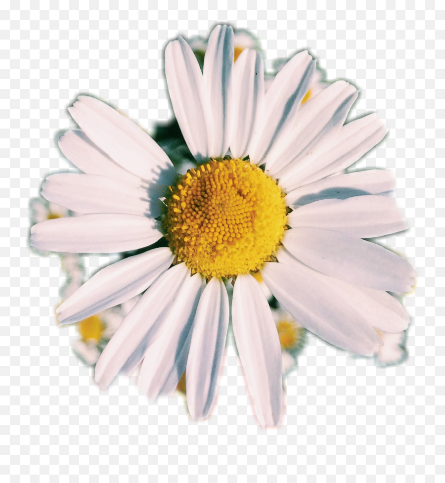 Daisies Aesthetic Png - Novocomtop Aesthetic Daisy Flower Transparent Emoji,Daisy Clipart