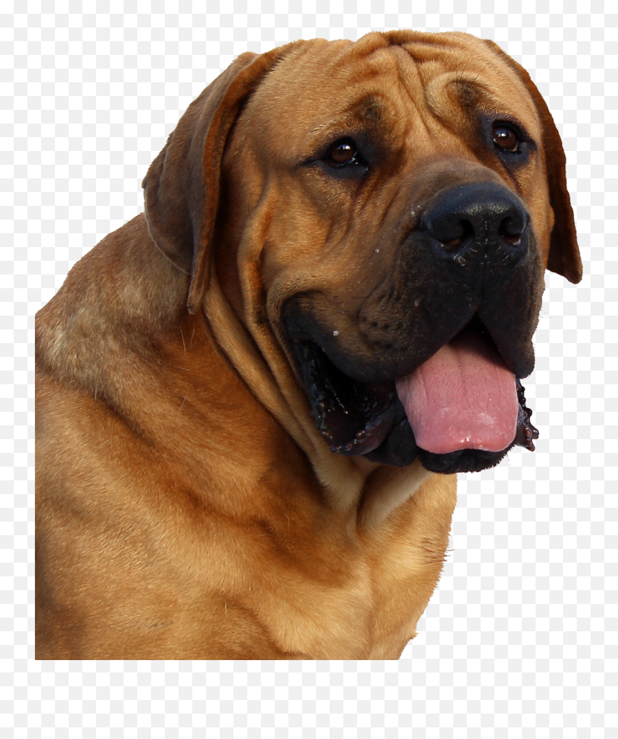 Dog Face Png Image Transparent - Dogs Images In Png Format Emoji,Dog Transparent