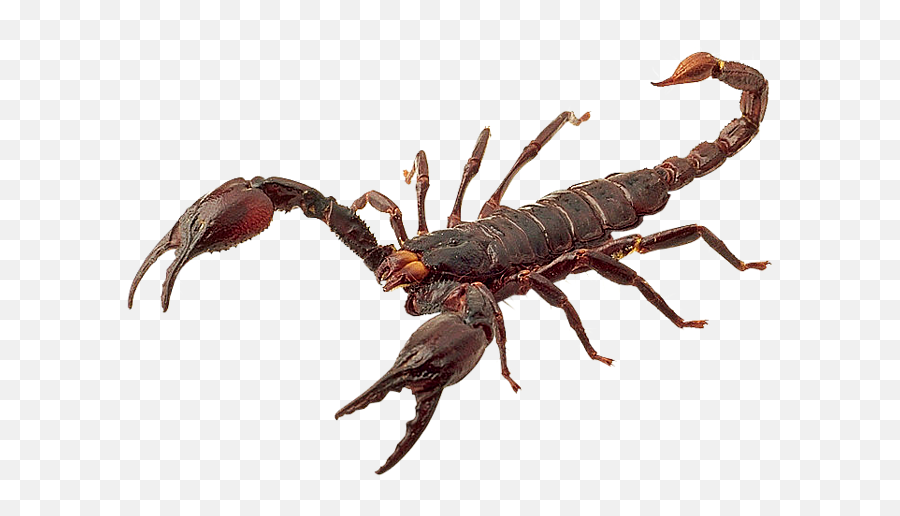 Scorpions Png Images Scorpion Png - Scorpion Pictures Free To Use Emoji,Scorpion Clipart