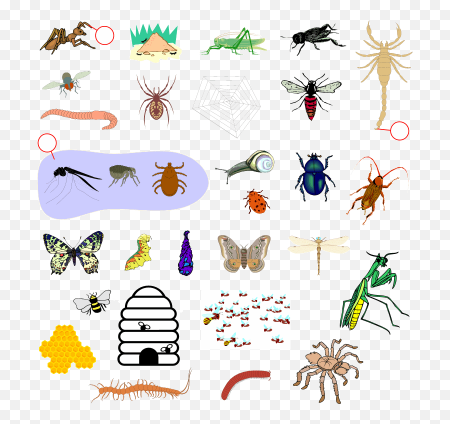 Insects Clipart Rainforest Insects - Types Of Insects Books Emoji,Insects Clipart