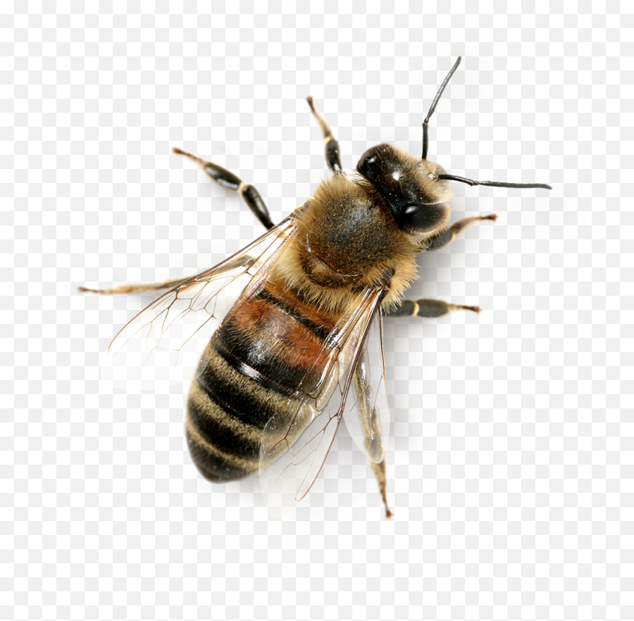Honey Bee Transparent Background - Transparent Background Honey Bee Png Emoji,Bee Transparent