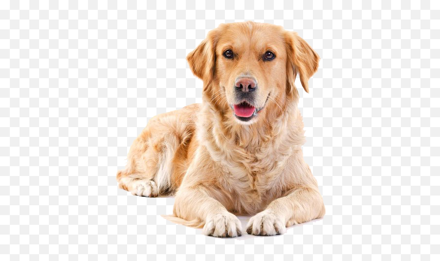 Labrador Retriever Puppy Clip Art - Golden Retriever Hd Png Emoji,Golden Retriever Clipart
