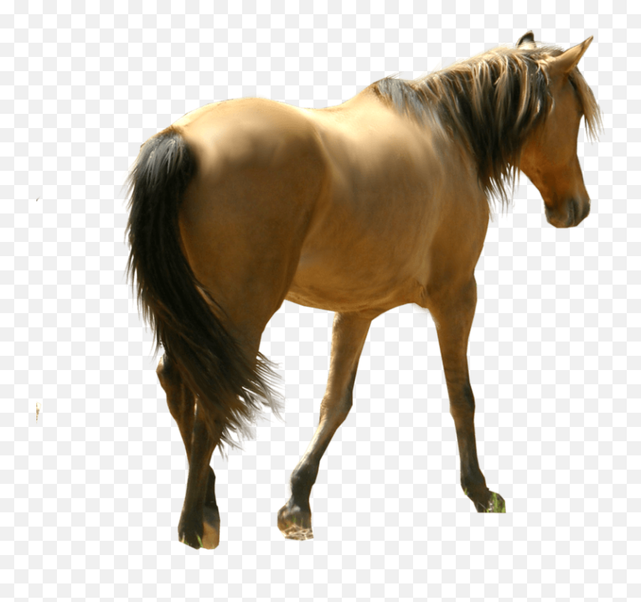 Download Horse Png Image Hq Png Image - Horse Transparency Emoji,Horse Png