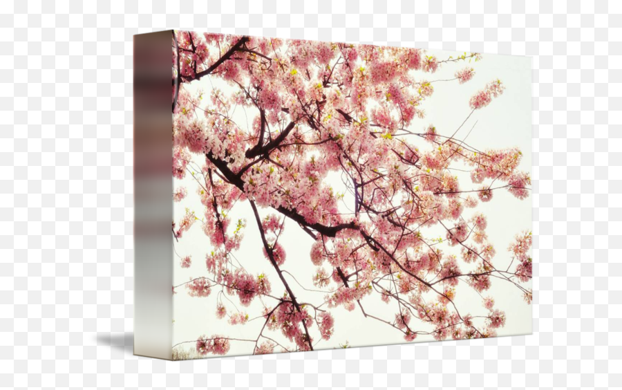 Think Pink Japanese Cherry Blossoms By Angeline Talens Emoji,Japanese Cherry Blossom Png