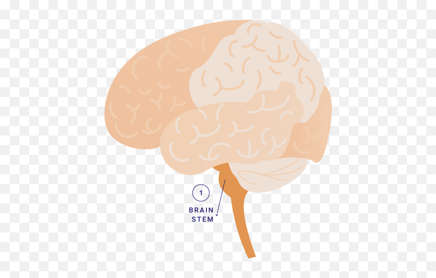 Talk The Tot Brain Components U2013 Children Now Emoji,Learning Brain Clipart