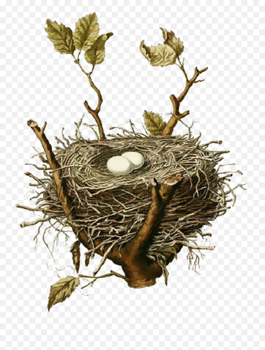Download Hd Easy Free Pictures Of Birds Nests Bird Nest Emoji,Nest Png