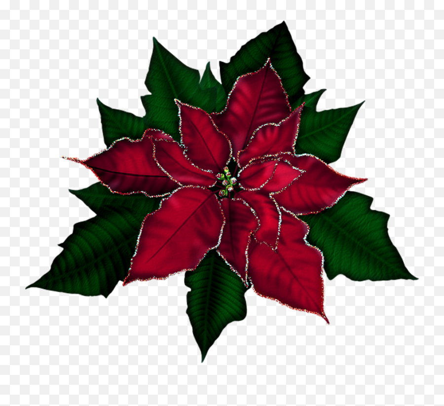 Poinsettia Christmas Transparent - Transparent Christmas Flower Png Emoji,Poinsettia Clipart