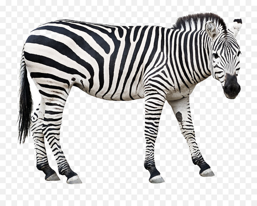 Picture Free Zebra Stock Photography - Zebra Png Emoji,Zebra Clipart Black And White