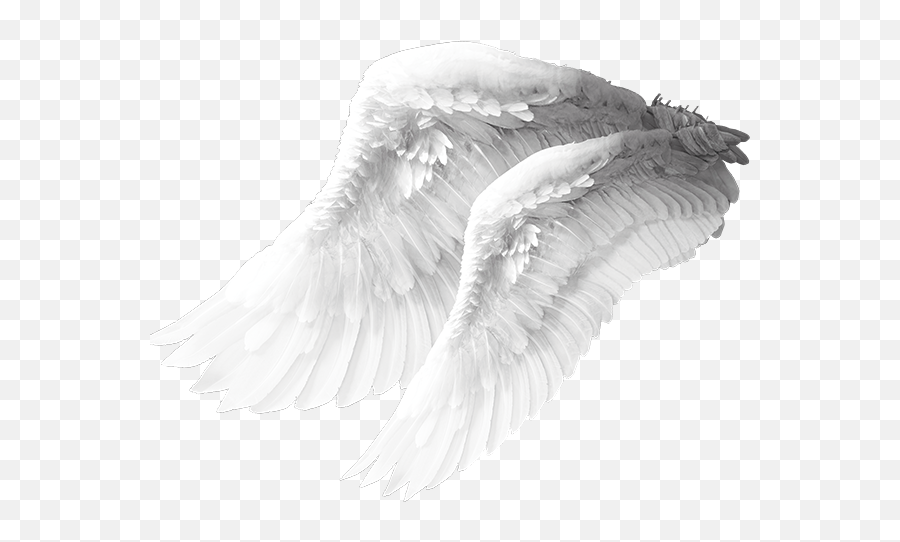 Angel Wing Columbidae Bird - Angel Wings Material Png Angel Wings Emoji,Angel Wings Transparent Background