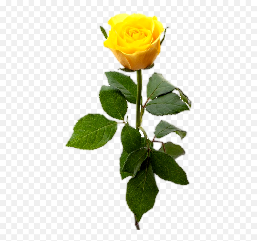 Yellow Rose Png Transparent Images Gallery Frre - Single Beautiful Yellow Rose Emoji,Rose Transparent Background