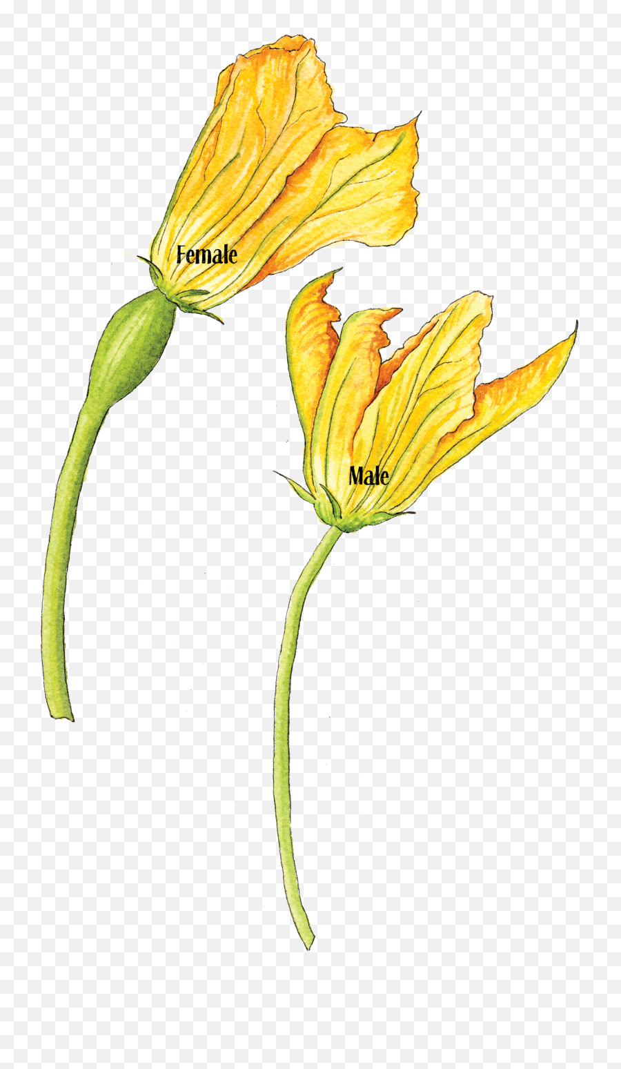 Squash Flower Female Male - Squash Flower Clipart Female Flower Of A Squash Emoji,Squash Clipart