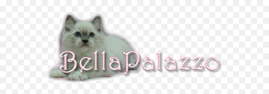 Ragdoll Cats And Kittens From Bellapalazzo Connecticut - Soft Emoji,Ragdoll Logo