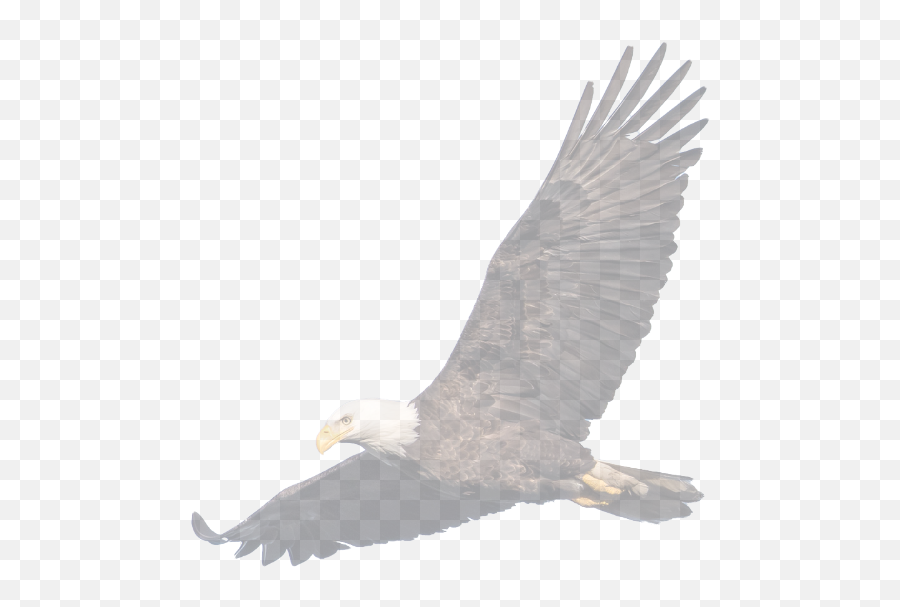 Hawkinsrails - Potomac Eagle Scenic Images Bald Eagle Emoji,Bald Eagle Png