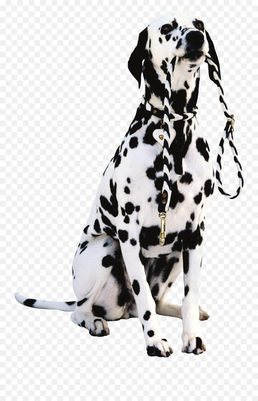 Dog Png - Anjing Tutul Emoji,Dog Transparent