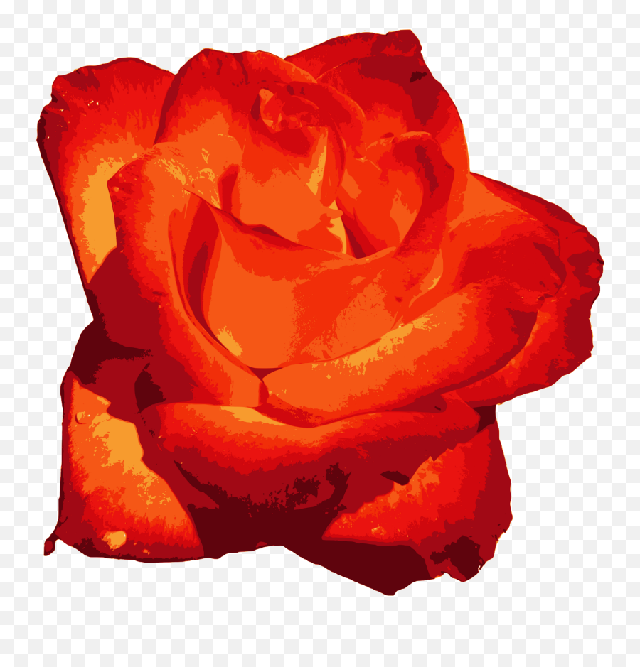 Red Rose Png Image Transparent Onlygfxcom - Rose Orange Red Png Emoji,Rose Transparent Background
