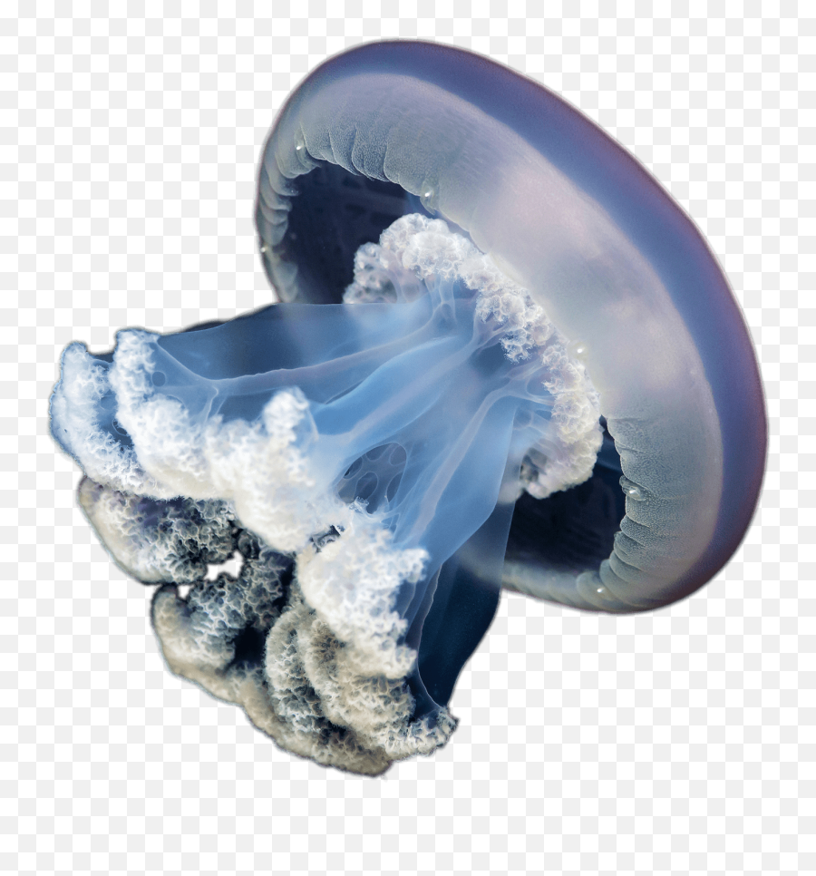 Jellyfish Png - Jellyfish Png Emoji,Jellyfish Transparent Background