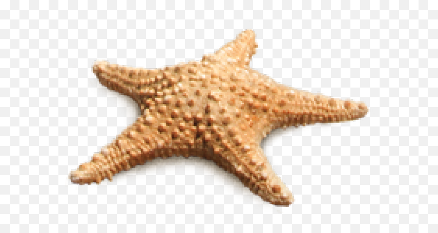 Starfish Png Transparent Images - Beach Star Fish Png Emoji,Starfish Png