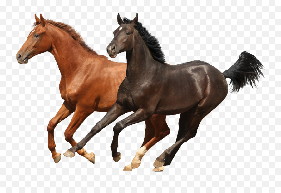 Four Horse Runing Transparent Png Photo - Horses Png Emoji,Horses Png