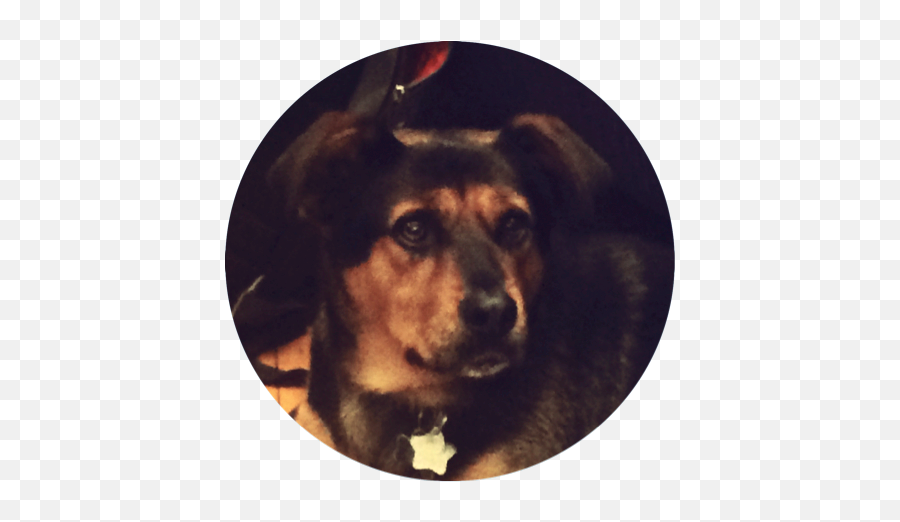Dog Friendly U2014 Blog U2014 Launchpad Internship Program - Vulnerable Native Breeds Emoji,Dog Face Png