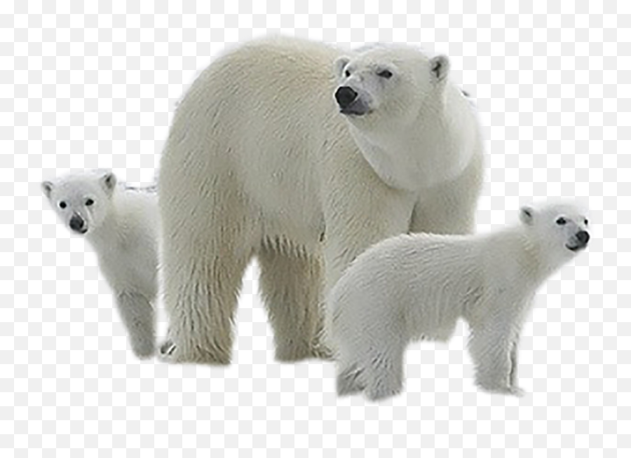 Polar Bear With Baby Png Transparent Images Download Emoji,Polar Bear On Ice Clipart