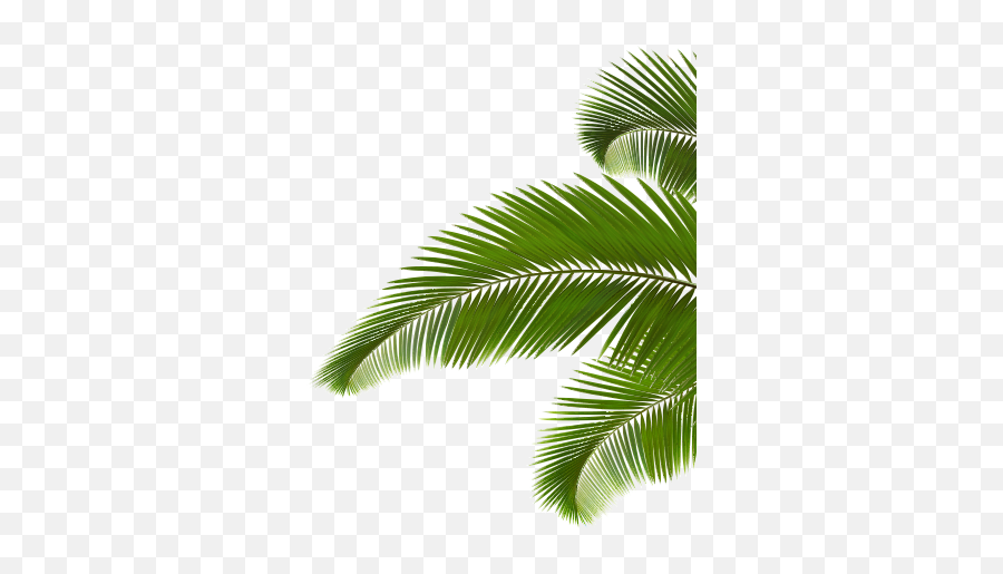 Go To Image - Palm Leaves Png Transparent Full Size Png Transparent Background Coconut Leaf Png Emoji,Palm Leaves Png