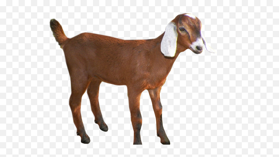 Download Goats Head Clipart Group Goat - Clipart Transparent Background Goat Emoji,Goat Clipart