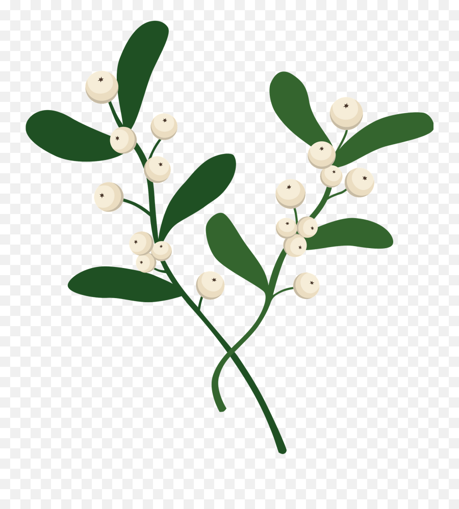 Mistletoe Clipart - Santalaceae Emoji,Mistletoe Clipart