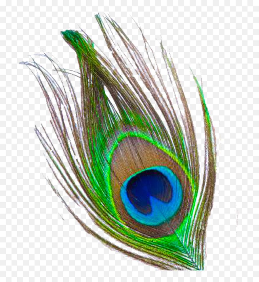 Mor Pankh Clipart - Peacock Feather For Drawing Emoji,Feather Png