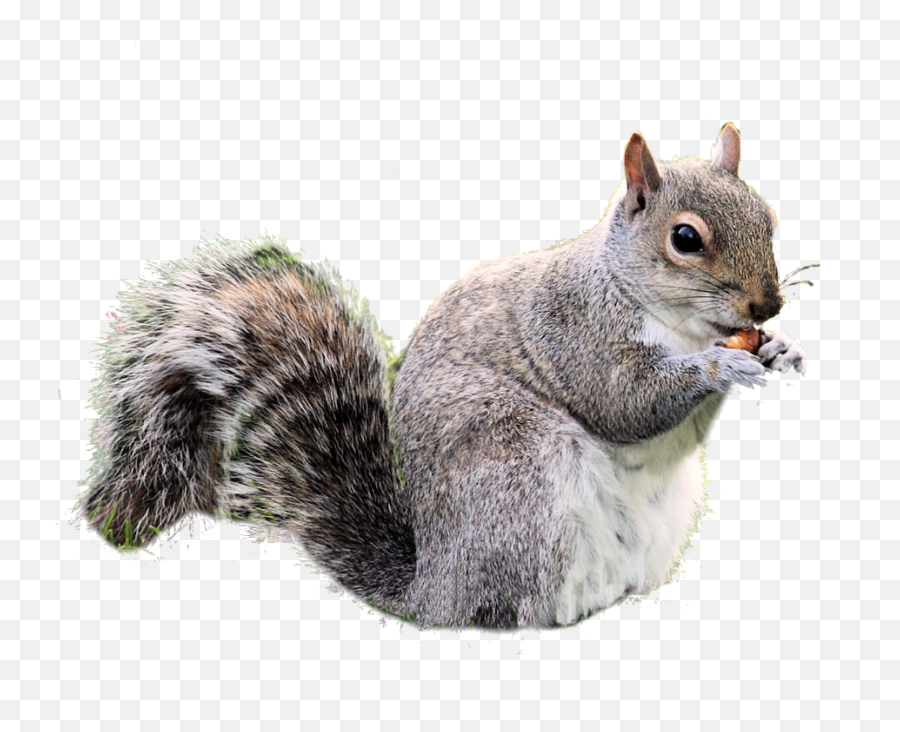 Squirrel Png - Transparent Background Squirrel Transparent Emoji,Squirrel Transparent
