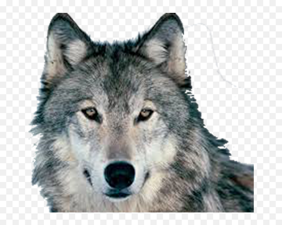 Wolf Face Hd Png Images Download - Yourpngcom Emoji,Wolf Clipart Face