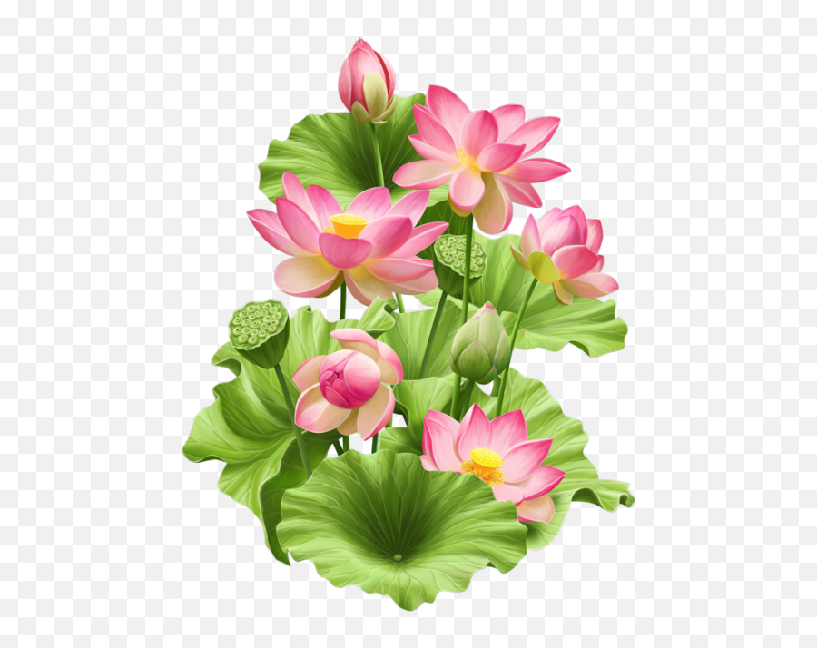 Lotus Flower Png Photos Png Mart Emoji,Lotus Flower Transparent
