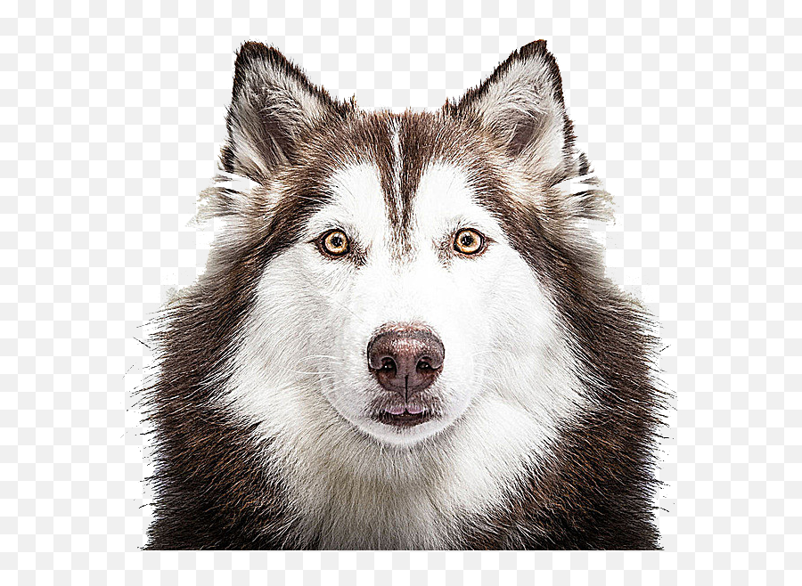 Husky Png - Husky Dog Face Png Emoji,Husky Clipart