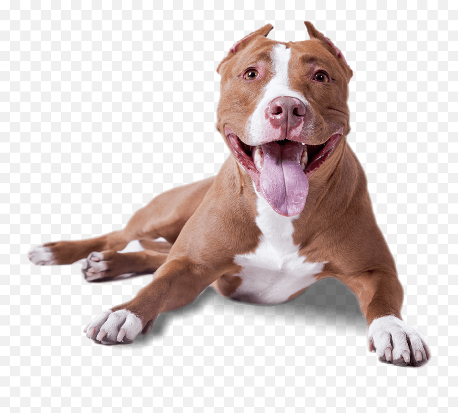 Dog Free Png Transparent Image And Clipart - Pitbull Transparent Png Emoji,Dog Transparent