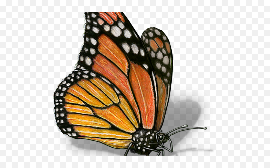 Scientific Drawing Monarch Butterfly - Realistic Monarch Butterfly Drawing Emoji,Monarch Butterfly Clipart