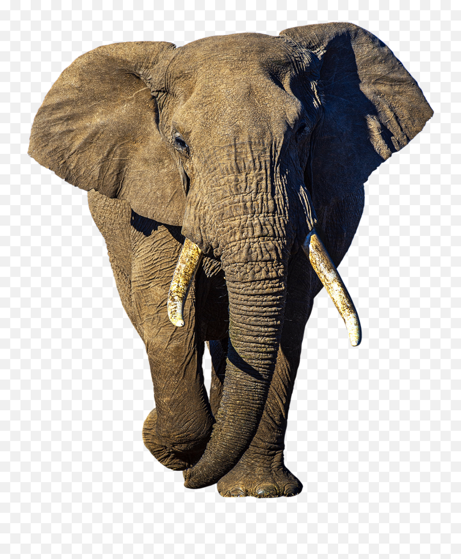 Png Images - Transparent Background Transparent Elephant Emoji,Transparent Background