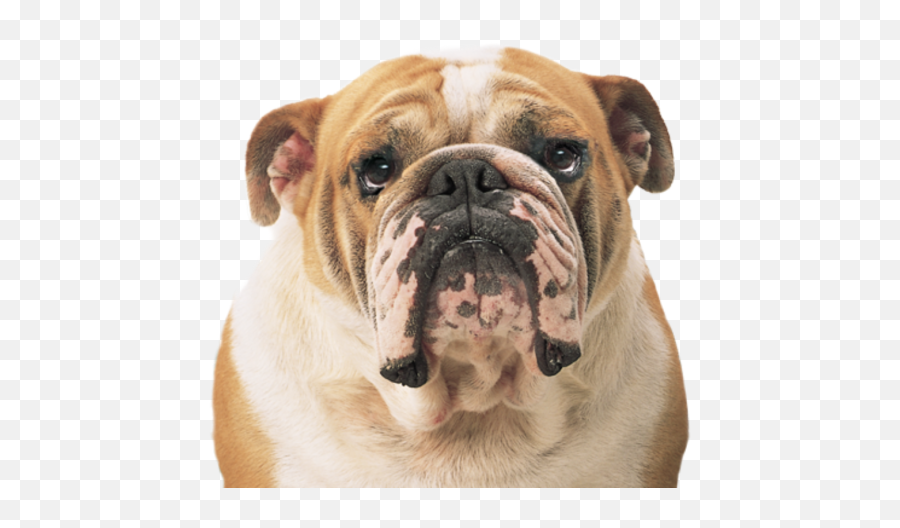 Free Bulldog Transparent Download Free - Bulldog Png Emoji,Bulldog Clipart