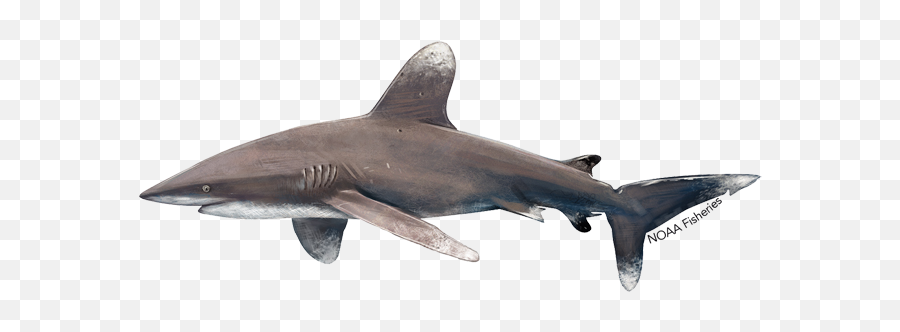 Sand Tiger Shark Png U0026 Free Sand Tiger Sharkpng Transparent - Drawing Oceanic Whitetip Shark Emoji,Shark Fin Clipart
