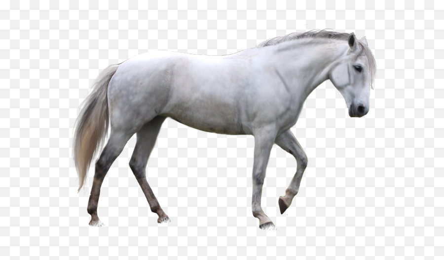 900x666 - White Horse Png Emoji,Horses Png