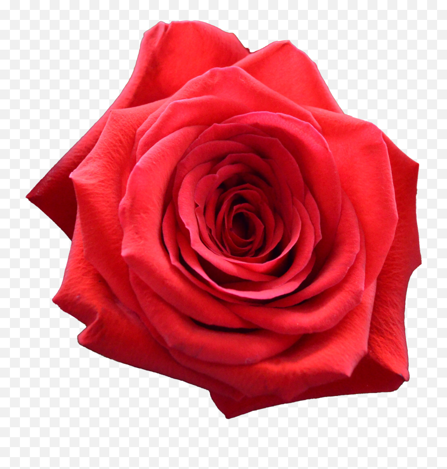 Flowers Roses Decoration Creazilla - Romantic Emoji,Rose Transparent Background