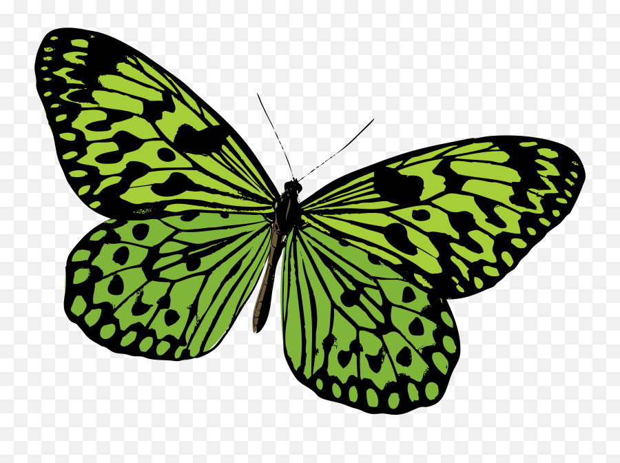 Monarch Butterfly Pieridae Moth Clipart - Green Butterfly Vector Png Emoji,Monarch Butterfly Clipart