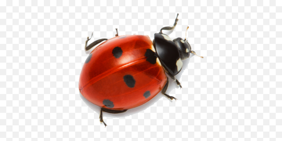 Ladybug Clipart Hd - 14405 Transparentpng Real Ladybug Transparent Background Emoji,Ladybug Clipart