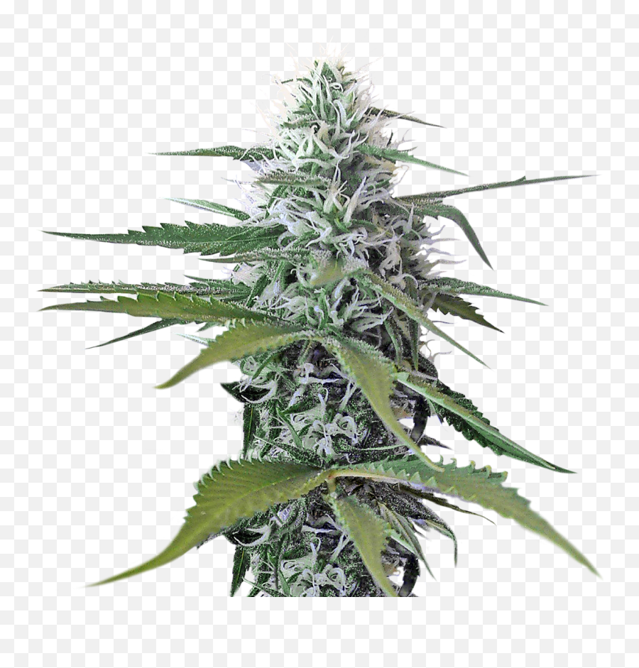 T - Weed Plant Png Emoji,Cannabis Png