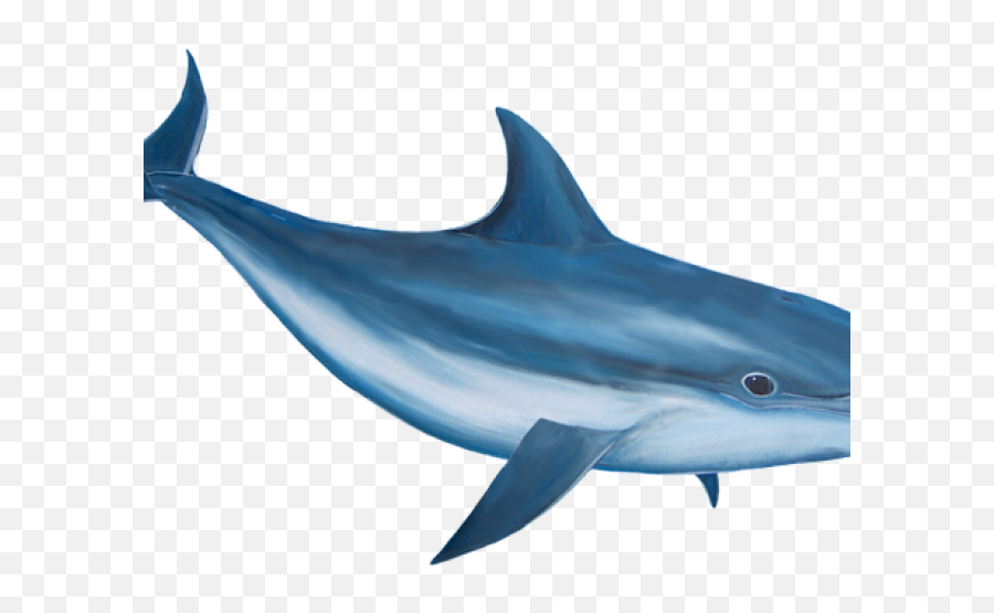 Dolphin Png Transparent Png - World Ocean Day Good Morning Emoji,Dolphin Png