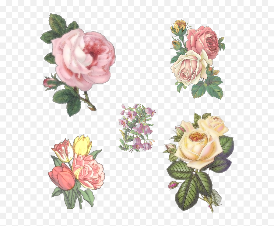 Bellflower Png Transparent Images - Pink Rose Transparent Transparent Background Graphic Transparent Background Vintage Flower Png Emoji,Rose Transparent Background