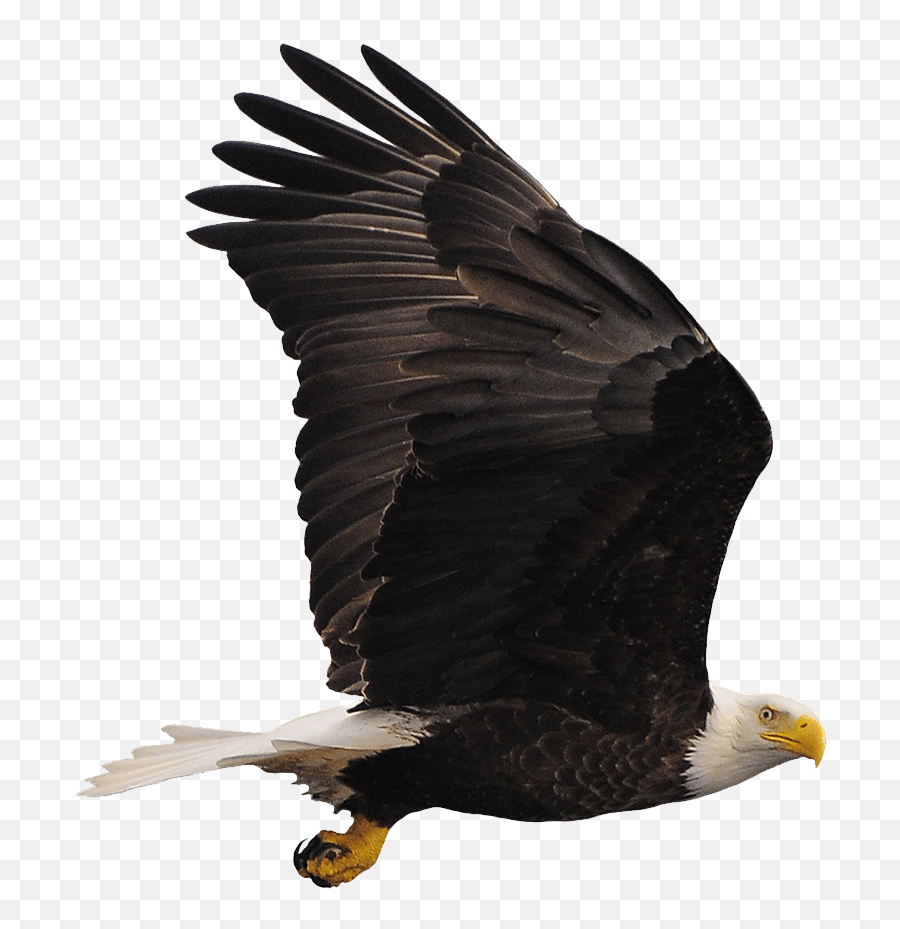 Download Bald Eagle Png Image With No Background - Pngkeycom Animal Urubu Png Emoji,Bald Eagle Png