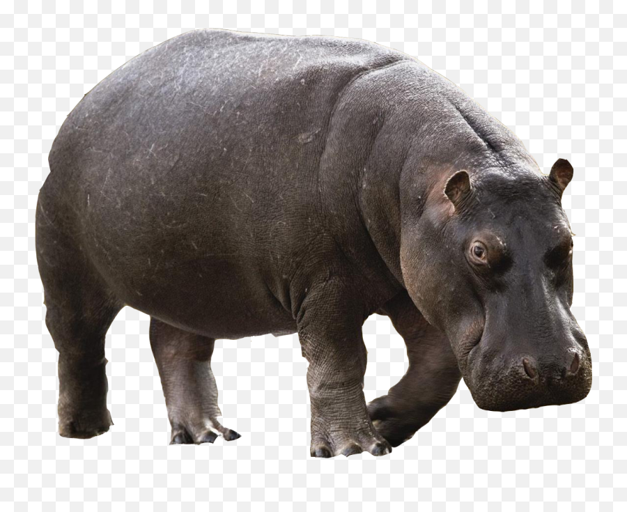 Realistic Clipart Hippo - Hippo Png Emoji,Hippo Clipart