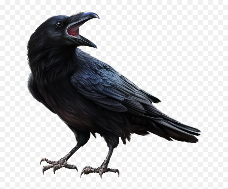 900 Birds Ideas In 2021 Black Bird Crows Ravens Crow Emoji,Raven Clipart Black And White