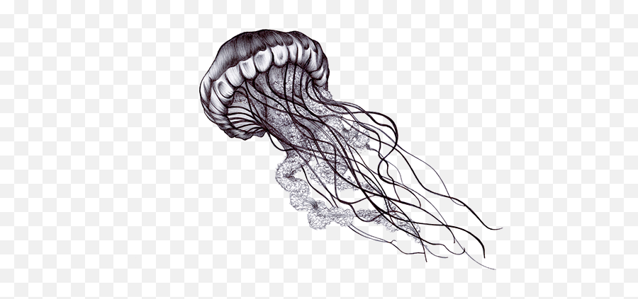 Jellyfish Png Transparent Hd Photo - Jellyfish Design Black And White Emoji,Jellyfish Transparent Background