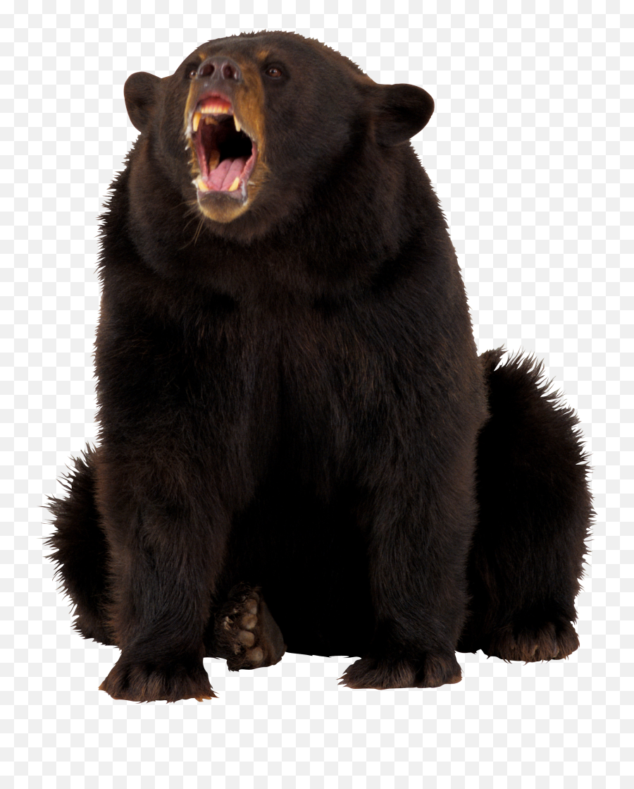 Grizzly Clipart Blackbear - Black Bear Roaring Png Emoji,Black Bear Clipart