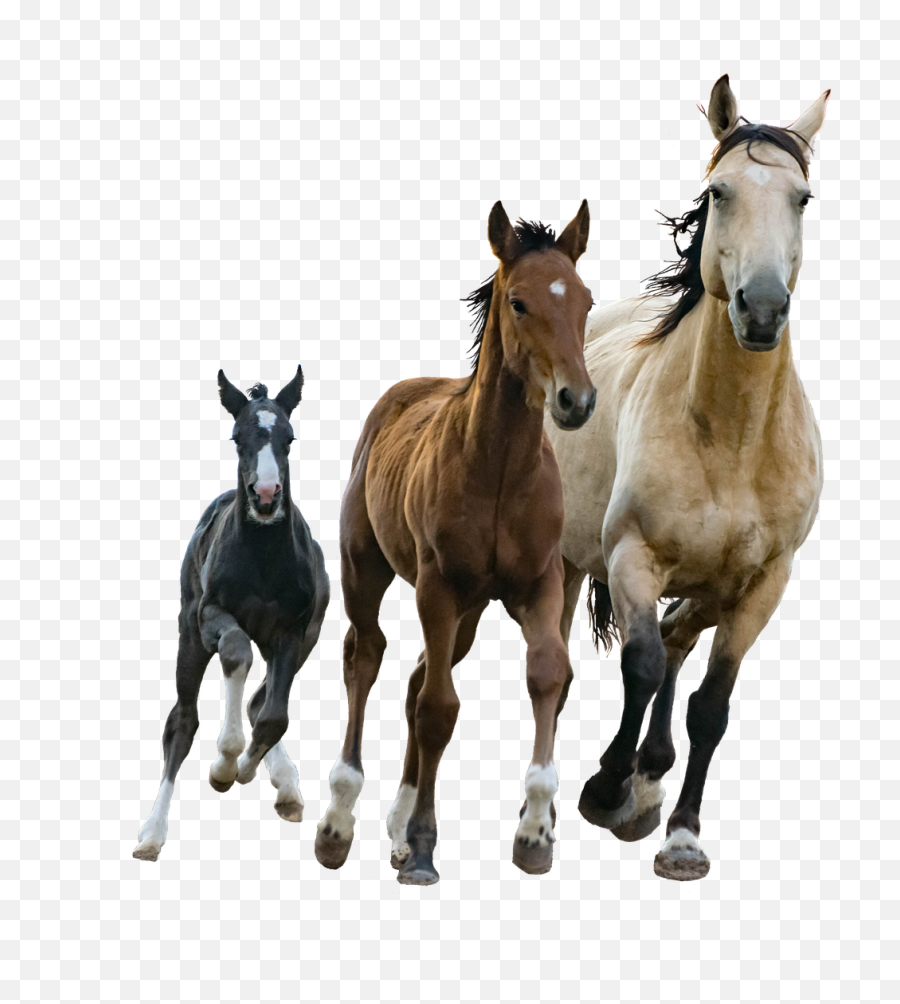 Home Emoji,Horses Png